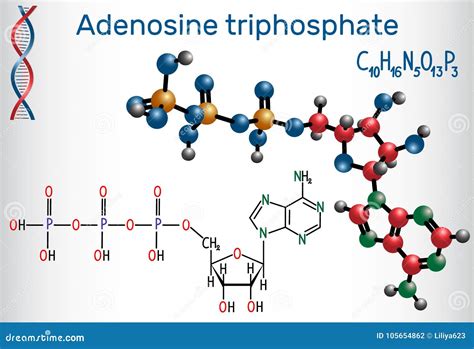 Adenosine triphosphate (ATP) .